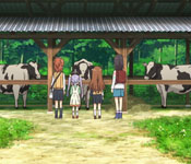renge playing a song for the cows